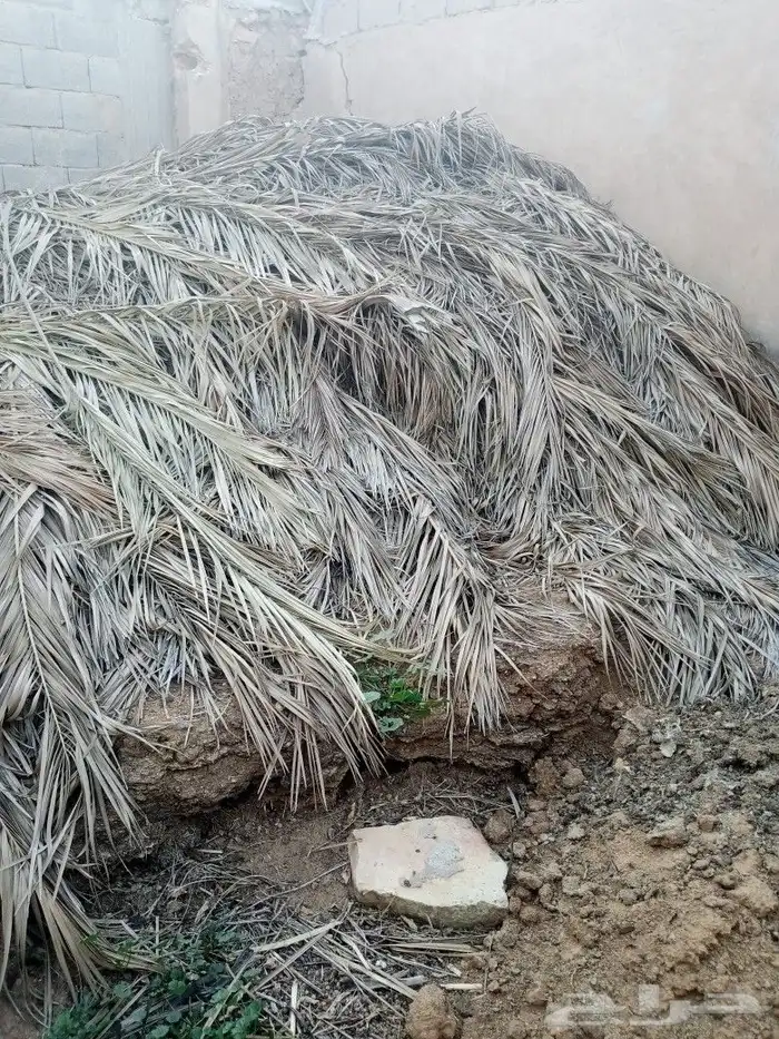 جريد نخل كمية 3