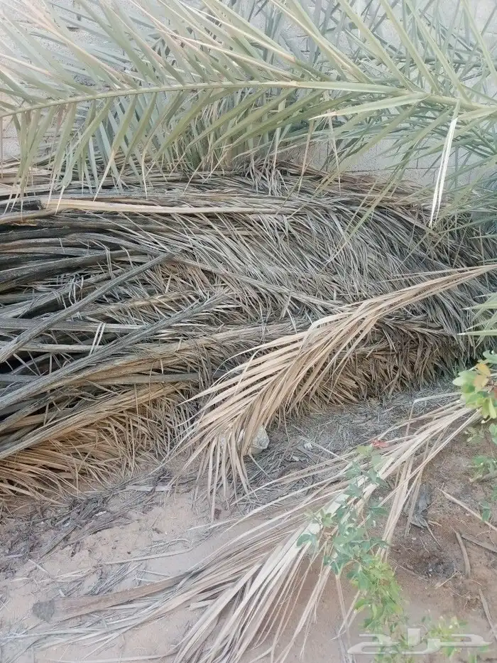 جريد نخل كمية 2