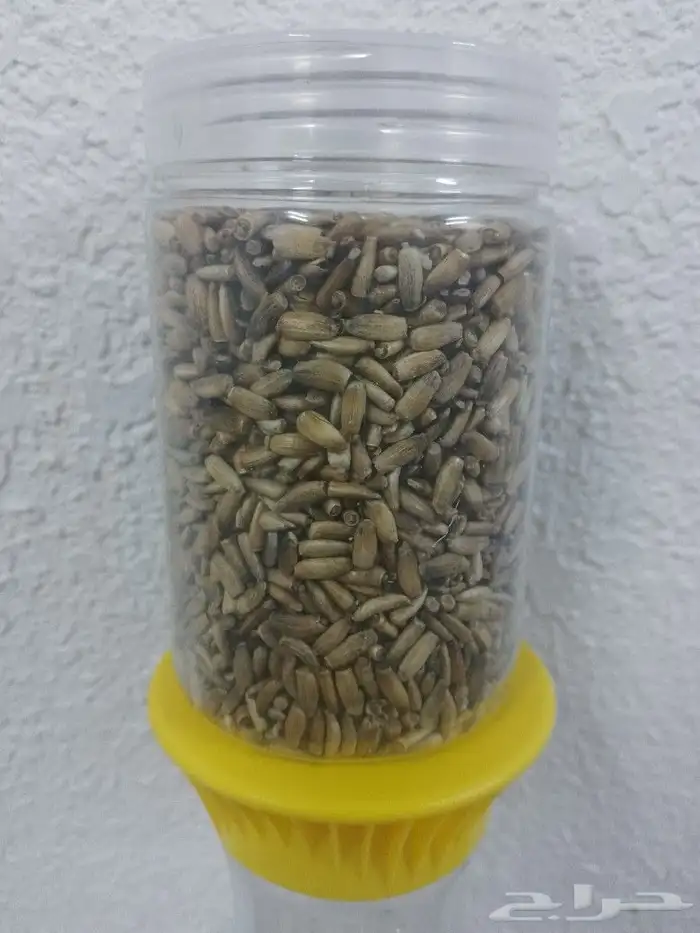 بذور حليب الشوك للكبد 0