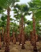 نخل واشنطني وشنطن زينه للبيع 2