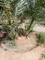 موجود فسايل نخيل عدد 2000حبه اخلاص بسعر مغري جدا 0