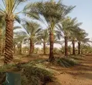 نخيل للبيع نقايل وفسايل 9