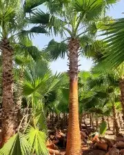 نخل واشنطني وشنطن زينه للبيع 0