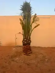 نخيل للبيع نقايل وفسايل 4