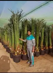 نخيل للبيع نقايل وفسايل 6