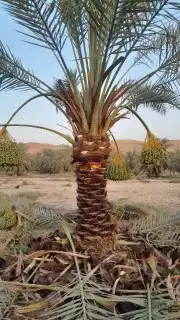 نخيل للبيع نقايل وفسايل 5