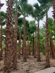 نخل واشنطني وشنطن زينه للبيع 4