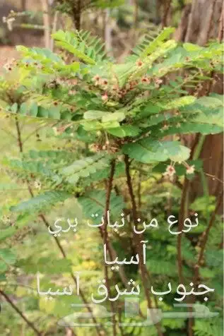شتلات phyllanthus  pulcher  wall.ex mull.Arg 6