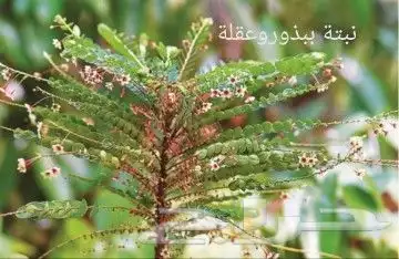 شتلات phyllanthus  pulcher  wall.ex mull.Arg 1