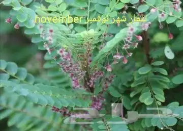 شتلات phyllanthus  pulcher  wall.ex mull.Arg 2