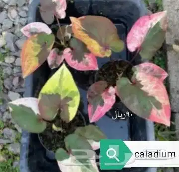 شتلات phyllanthus  pulcher  wall.ex mull.Arg 26