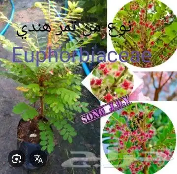شتلات phyllanthus  pulcher  wall.ex mull.Arg 3