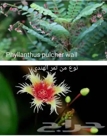 شتلات phyllanthus  pulcher  wall.ex mull.Arg 0