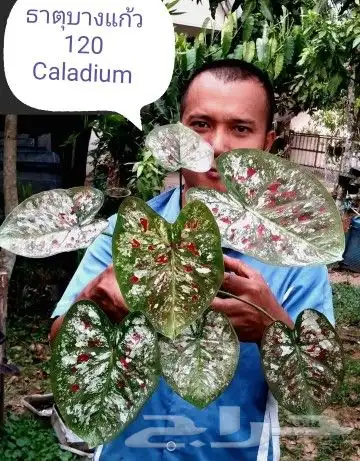 شتلات phyllanthus  pulcher  wall.ex mull.Arg 29