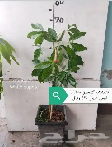 شتلات phyllanthus  pulcher  wall.ex mull.Arg 36