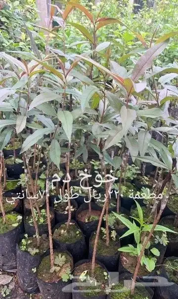 شتلات phyllanthus  pulcher  wall.ex mull.Arg 13