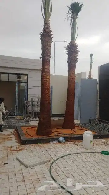 يوجد الدينا نخل واشنطني درجه اول 1