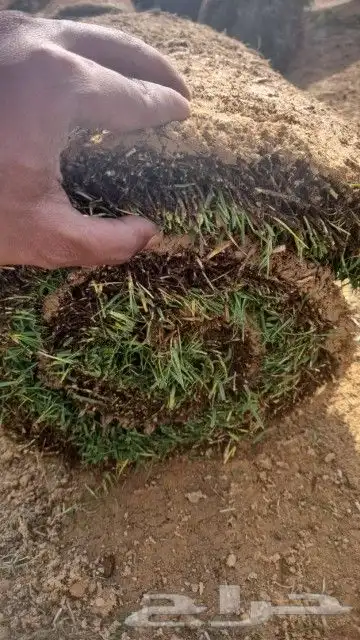 ثيل سي الفين 3
