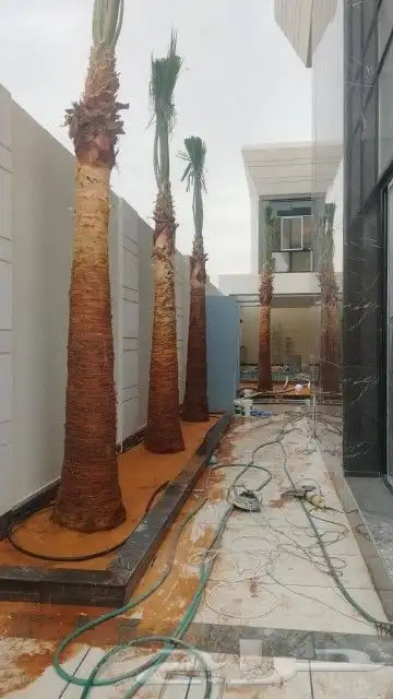 يوجد الدينا نخل واشنطني درجه اول 0