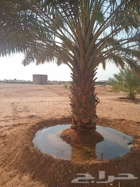 قلع وغرس وتكريب وتشويك النخيل 1
