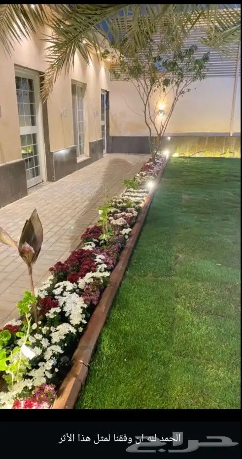 تكريب نخل واشنطونيو وزراعته وزراعة الانجيلة وجميع الأشجار 2