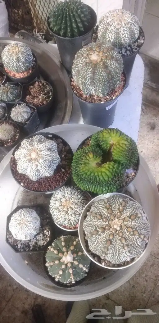شتلات phyllanthus  pulcher  wall.ex mull.Arg 45