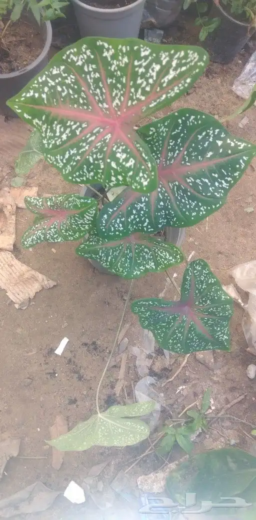 شتلات phyllanthus  pulcher  wall.ex mull.Arg 49