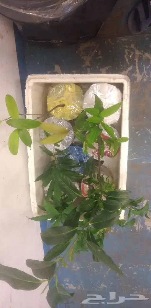 شتلات phyllanthus  pulcher  wall.ex mull.Arg 42