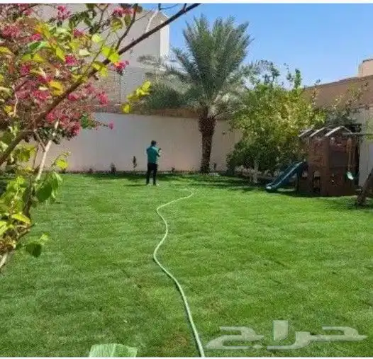 تكريب نخل واشنطونيو وزراعته وزراعة الانجيلة وجميع الأشجار 3
