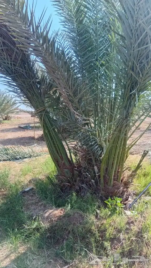 قلع وغرس وتكريب وتشويك النخيل 8