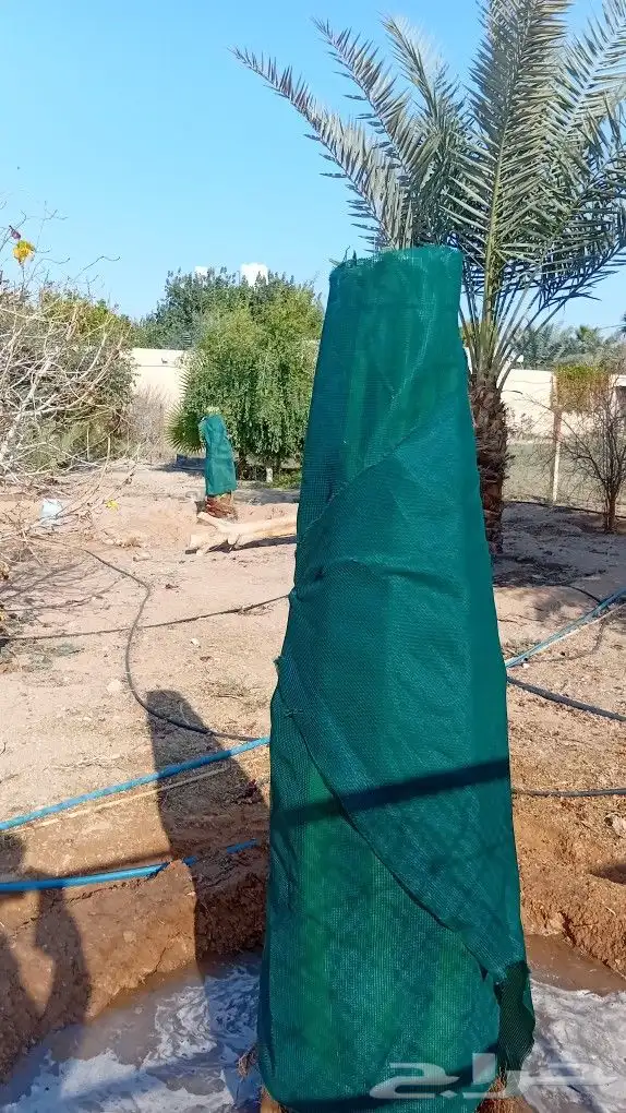 قلع وغرس وتكريب وتشويك النخيل 9