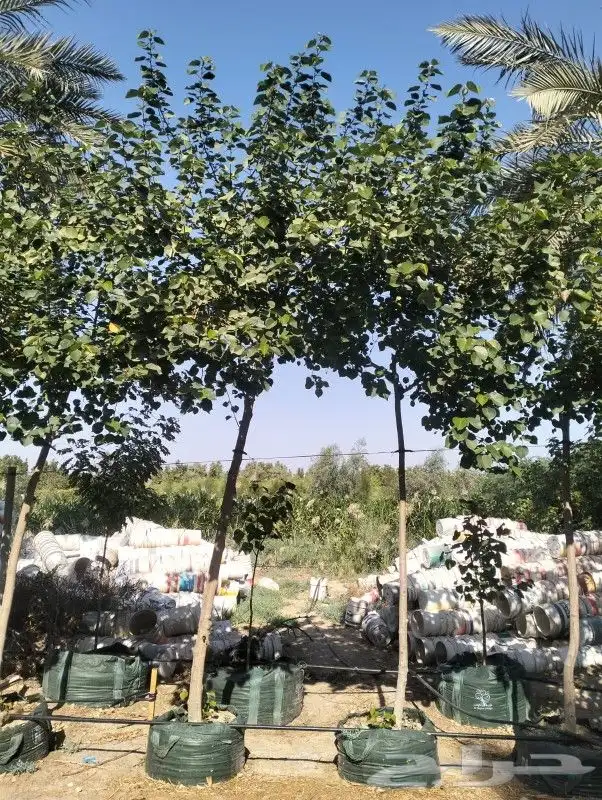 ابو رغد لتنسيق الحدائق وتوريد جميع انواع الاشجار 0