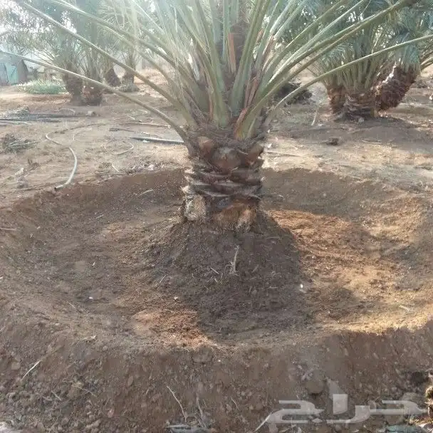 قلع وغرس وتكريب وتشويك النخيل 5