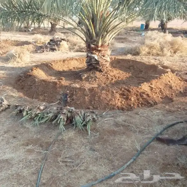 قلع وغرس وتكريب وتشويك النخيل 4