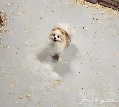 كلب بومرينيان Pomeranian للبيع 1