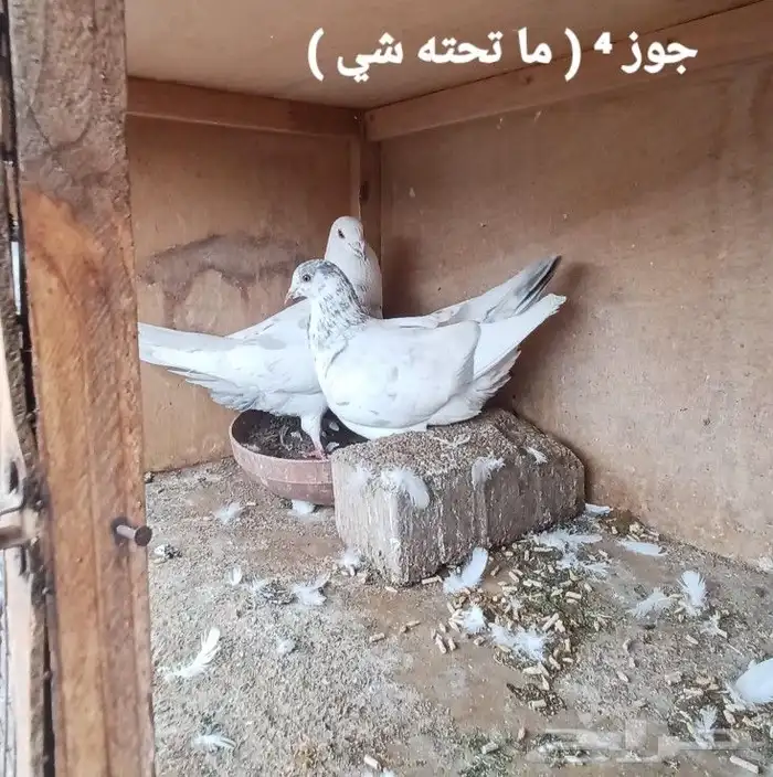 اجوز حمام 3