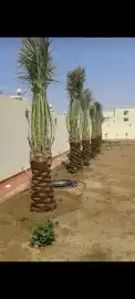 توريد وقلع النخيل وتركيب شبوك 6