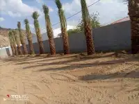 توريد وقلع النخيل وتركيب شبوك 0