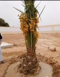 توريد وقلع النخيل وتركيب شبوك 4