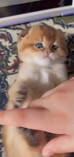 ((( قط سكوتش فولد قولد للتزاوج ) 3