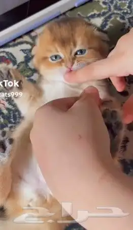 (قط سكوتش فولد قولد بيور للتزاوج ) 4