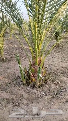 توريد وقلع النخيل وتركيب شبوك 14