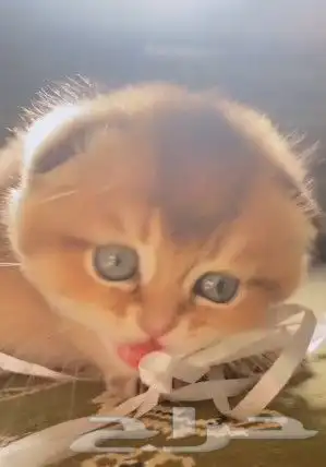 ((قط سكوتش فولد قولد للتزاوج))) 7