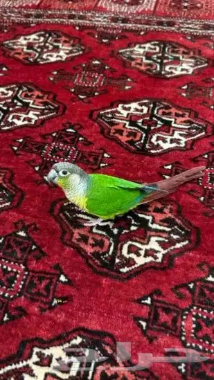 كنيور اليف وهدد ولعوب بسعر كفووو 2