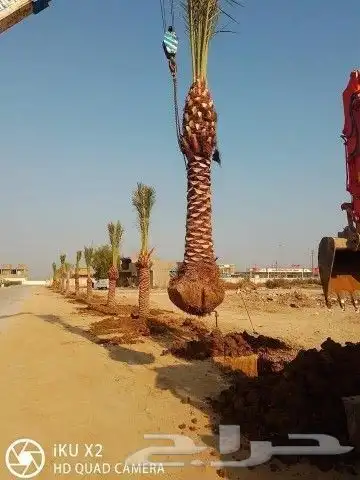 نقوم بتوريدوزراعه جميع انواع النخيل والزيتون واليمون 9