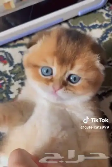 ((قط سكوتش فولد قولد للتزاوج))) 4