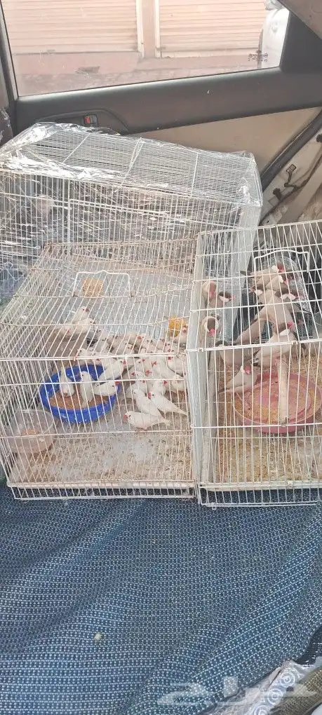 موصل طيور حيونات أليفة أمانات 4