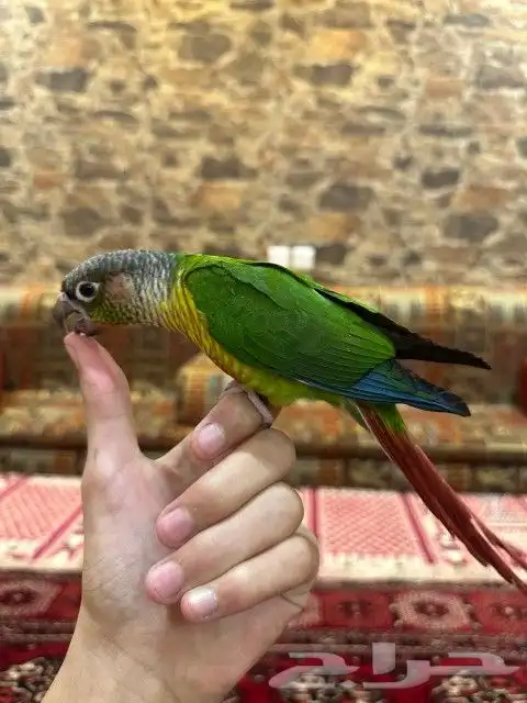 كنيور اليف وهدد ولعوب بسعر كفووو 0