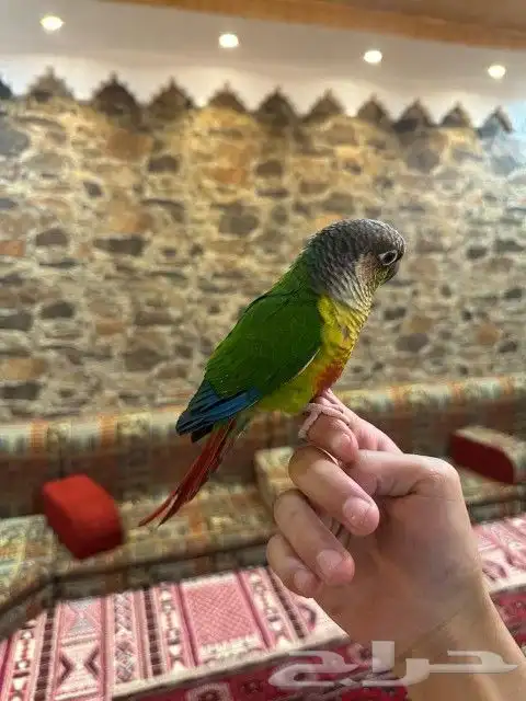 كنيور اليف وهدد ولعوب بسعر كفووو 6