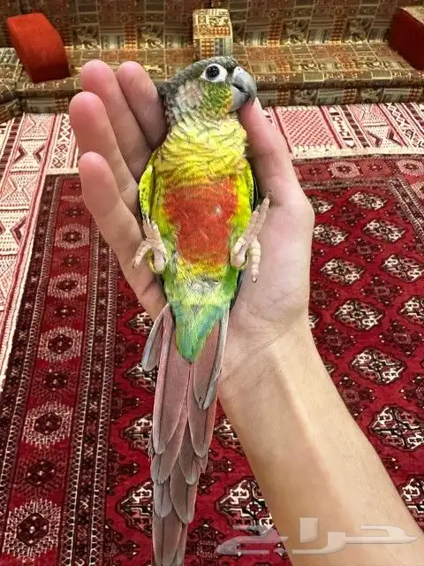 كنيور اليف وهدد ولعوب بسعر كفووو 5